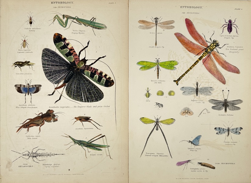 William MacKenzie – Set of 2 Plates – Entomology: Order Orthoptera & Neuroptera – Hand-Coloured Engravings (1859–1868)
