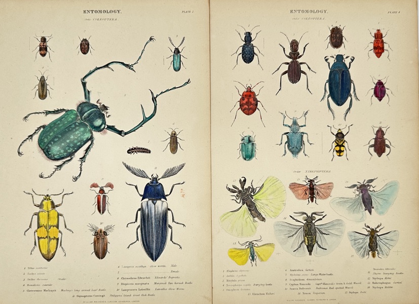 William MacKenzie – Set of 2 Plates – Entomology: Order Coleoptera & Strepsiptera – Hand-Coloured Engravings (1859–1868)