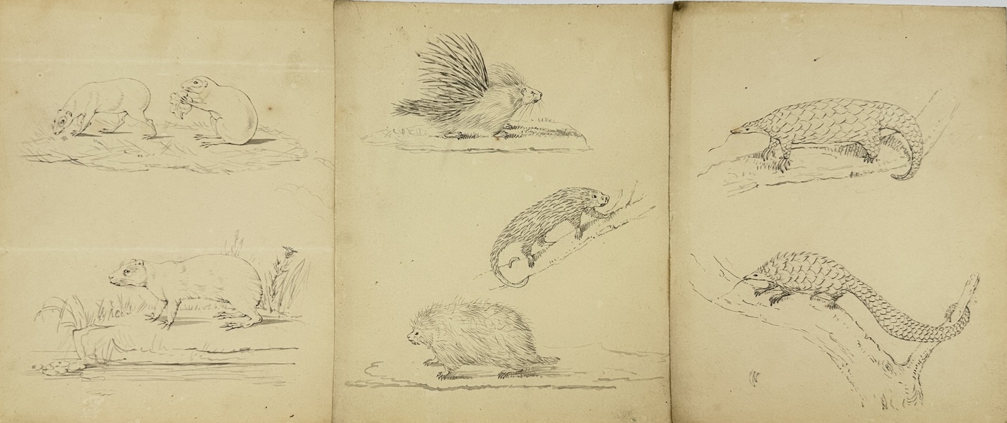Unknown Artist – Study of Mammals – Set of 3 Original Drawings (19th Century)