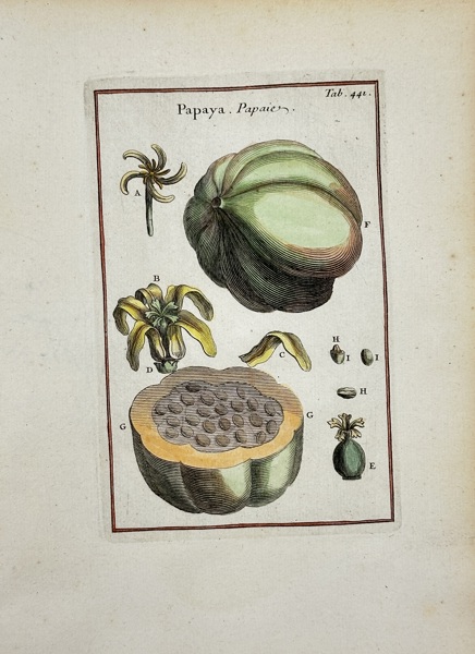 Joseph Pitton de Tournefort (1656–1708) – Hand-Colored Botanical Engraving – Papaya (Papayae) – (1719)