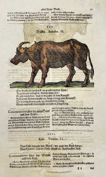 Johann Joachim Becher (1635–1682) – Bubalus II (Buffalo) – Hand-Colored Engraving (1675)