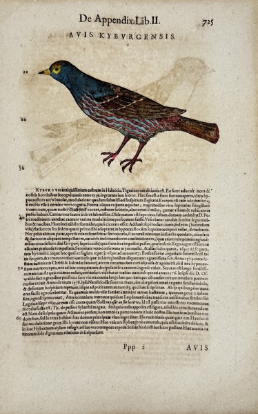 Conrad Gessner (1516–1565) – Avis Kyburgensis – Hand-Colored Woodcut Engraving from Historiae Animalium (1555)