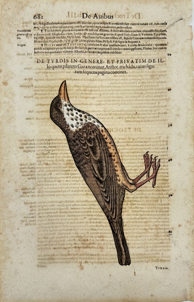 Conrad Gessner (1516–1565) – Turdus (Thrush) – Hand-Colored Woodcut Engraving from Historiae Animalium (1555)