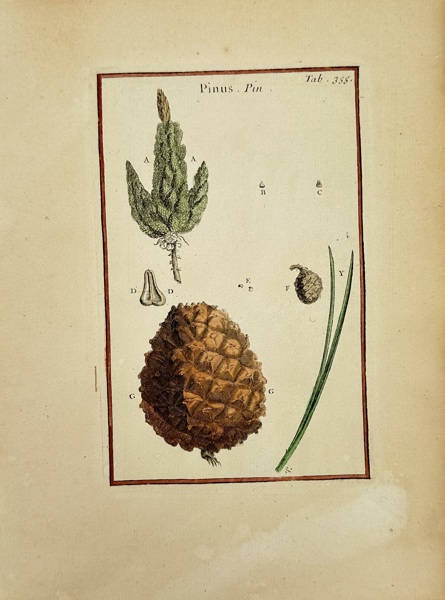 Joseph Pitton de Tournefort (1656–1708) – Botanical Illustration – Pinus (Pine) – Hand-Colored Engraving