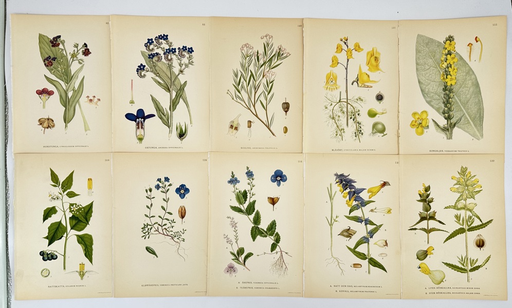 Carl Lindman (1856–1928) – Set of 10 Botanical Prints – Hand-Coloured Engravings (1901–1905)