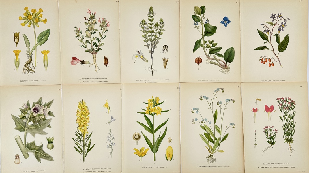 Carl Lindman (1856–1928) – Set of 10 Botanical Prints – Primula Veris, Pedicularis Silvatica, Euphrasia Rostkoviana – Hand-Coloured Engravings (1901–1905)