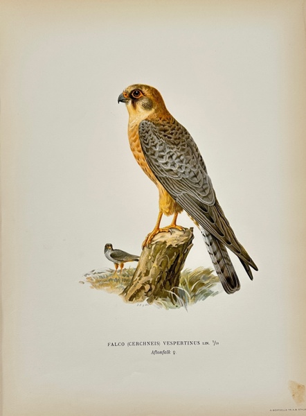 Magnus von Wright (1805–1868) – Red-footed Falcon (Falco Cerchneis Vespertinus) – Chromolithography (1920)