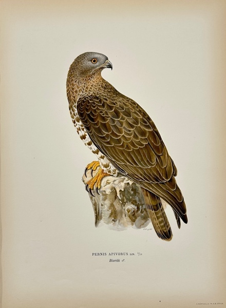 Magnus von Wright (1805–1868) – European Honey Buzzard (Pernis Apivorus) – Chromolithography (1920)