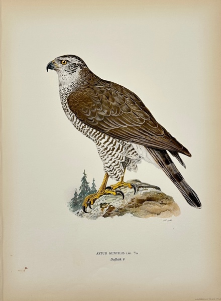 Magnus von Wright (1805–1868) – Eurasian Goshawk (Astur Gentilis) – Chromolithography (1920)