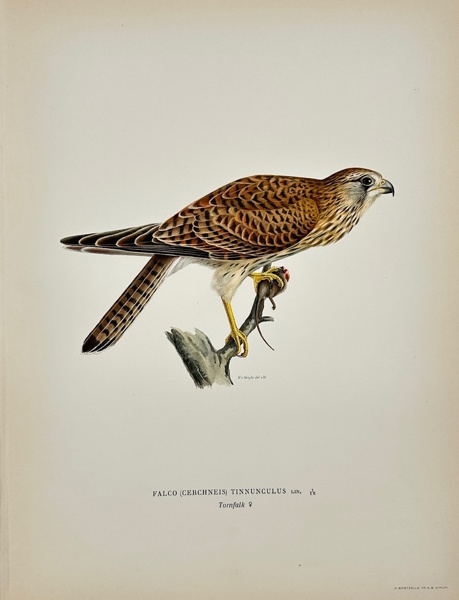 Magnus von Wright (1805–1868) – Common Kestrel (Falco Tinnunculus) – Chromolithography (1920)