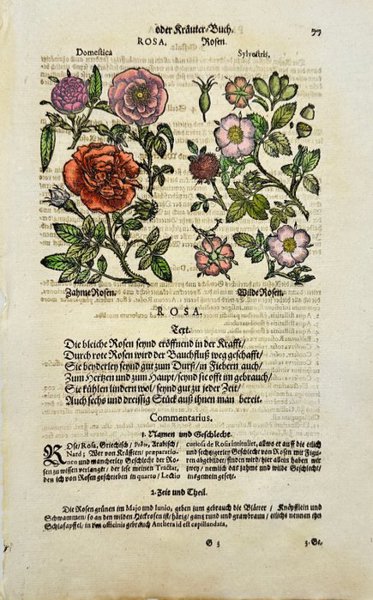 Johann Joachim Becher - Hand-coloured Botanical Engraving of Rosa - "Kräuter-Buch: Domestica & Sylvestris"