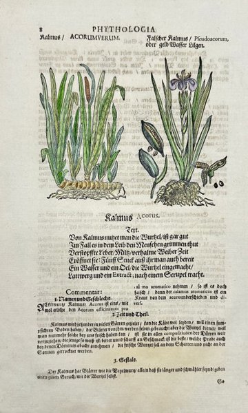 Johann Joachim Becher (1635–1682) - Hand-Coloured Botanical Woodcut – Kalmus / Acorus – Phytologia - Circa 1680