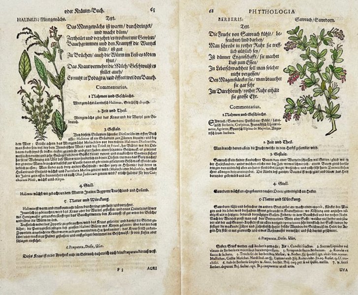 Johann Joachim Becher - Set of 2 Hand-coloured Botanical Engravings – Phythologia: Halimus, Berberis, Agrifolium