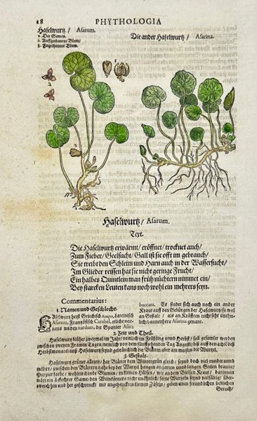 Johann Joachim Becher - Hand-coloured Botanical Engraving of Asarum – Phythologia: Haselwurtz / Asarum - 1662