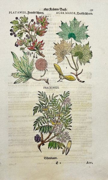 Johann Joachim Becher - Hand-coloured Botanical Engraving of Platanus, Acer & Fraxinus – Phythologia