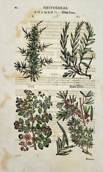 Johann Joachim Becher - Hand-coloured Botanical Engraving of Rhamnus & Erica – Phythologia: Rhamnusa & Erica - 1662