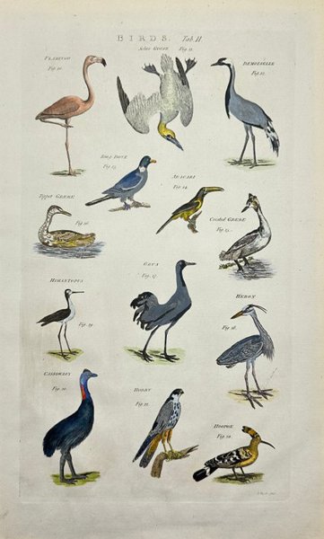 Ephraim Chambers - Hand-coloured Engraving - Birds - Flamingo - Heron - Hobby - Cassowary - Grebe - 1786