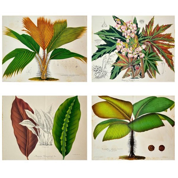 Charles Lemaire - Set of 4 Antique Prints - Woody Plant Vershafeltia - Palm Tree - Begonia Hogweed - Begonia Longipila
