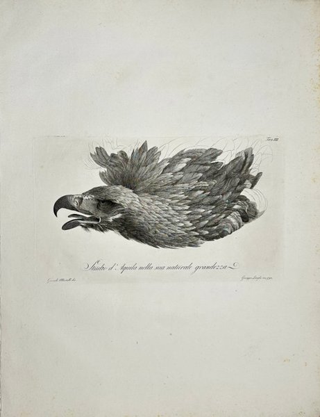 Giocondo Albertolli (1742–1839) – Studio d’Aquila Nella Sua Naturale – Engraving (1778-82)