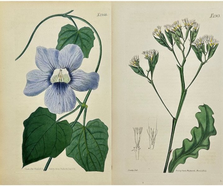 John Curtis (1791–1862) - Set of 2 Botanical Prints - Bengal Clockvine - Statice aegyptiaca - 1839