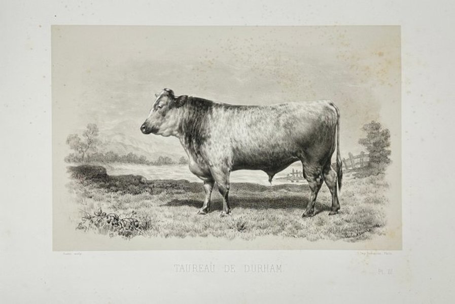 Émile Baudement (1819–1886) - Rare Heliogravure - Taureau de Durham - Durham Bull - 1862