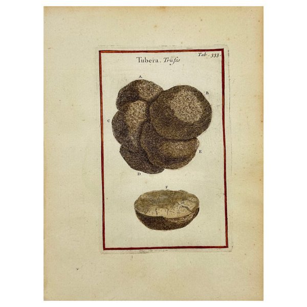Joseph Pitton de Tournefort after Claude Aubriet - Truffles - Tuber melanosporum and Tuber aestivum - 1719