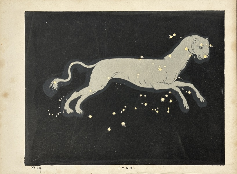 Charles Blunt (1803–1878) – Lynx – Hand-Coloured Aquatint Engraving (19th Century)
