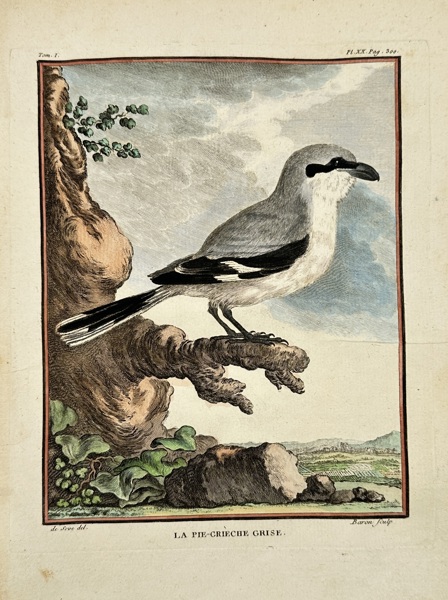 Jacques Eustache de Sève (1742–1788) – La Pie-Grièche Grise – Hand-Colored Copperplate Engraving (Late 18th Century)
