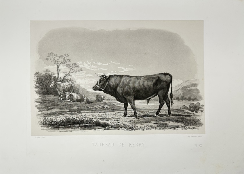 Émile Baudement (1819–1886) – Taureau de Kerry – Heliogravure Print Finished with Engraving and Lithography (1856)
