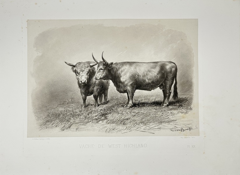 Émile Baudement (1819–1886) – Vache de West-Highland – Heliogravure Print Finished with Engraving and Lithography (1856)