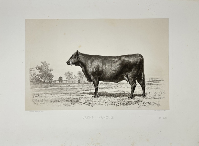Émile Baudement (1819–1886) – Vache d’Angus – Heliogravure Print Finished with Engraving and Lithography (1856)