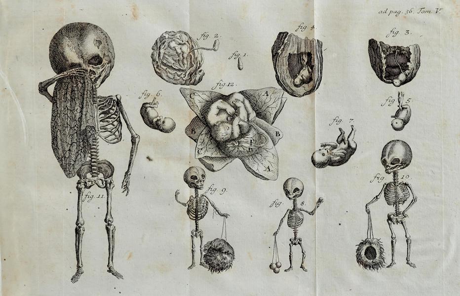 Johann Andreas Erdmann Maschenbauer - Der aus dem Reiche der Wissenschaften wohlversuchte Referendarius