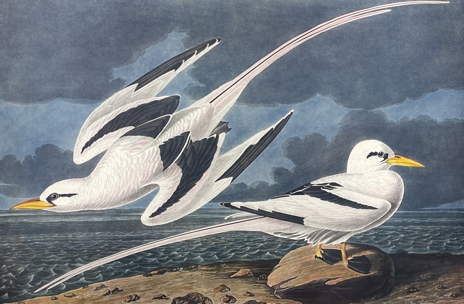 John James Audubon - Birds Of America Double Elephant Folio - Tropic Bird - Phaethon Aethereus