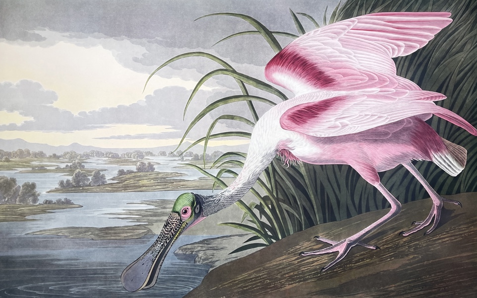 John James Audubon (1785–1851) – Roseate Spoonbill – Plate CCCXXI  Platalea ajaja – Hand-Colored Leipzig Edition