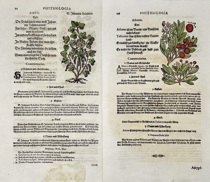 Johann Joachim Becher (1635–1682) – Set of 2 Botanical Folio Page with Ribes and Arbutus – Hand-Colored Woodcut (17th Century)