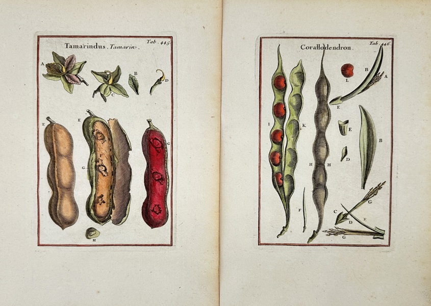 Joseph Pitton de Tournefort (1656–1708) – Set of 2 - Tamarindus & Corallodendron – Hand-Colored Copperplate Engravings from a Botanical Work (Late 17th – Early 18th Century)