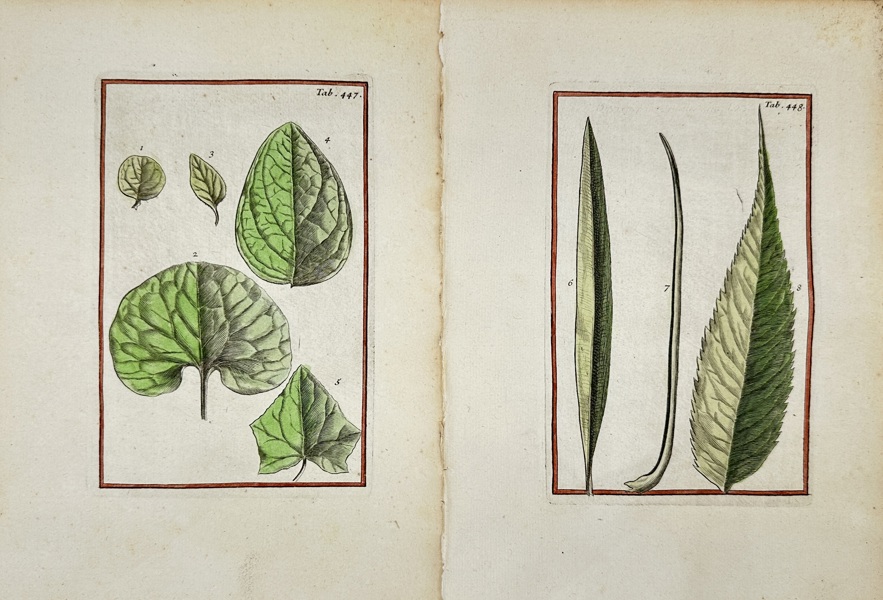 Joseph Pitton de Tournefort (1656–1708) – Set of 2 Botanical Leaf Studies – Hand-Colored Copperplate Engravings (Early 18th Century)