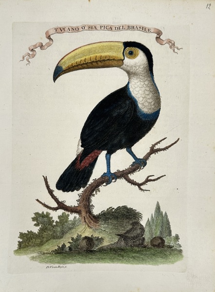 Veremondo Rossi (active mid-18th century) – Tucano o sia Pica del Brasile – Hand-Colored Copperplate Engraving (Mid-18th Century)