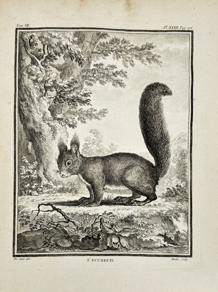 Jacques Eustache de Sève (1742–1788) – L'Écureuil - The Squirrel – Copperplate Engraving (Late 18th Century)