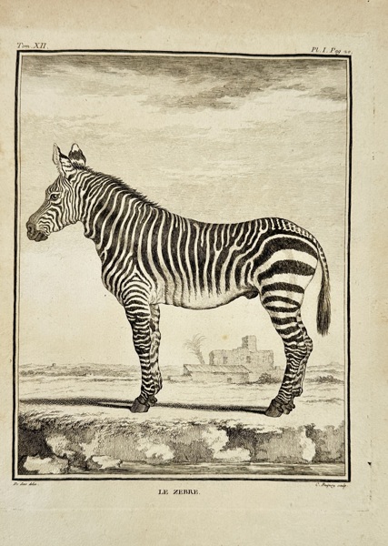 Jacques Eustache de Sève (1742–1788) – Le Zèbre - The Zebra – Copperplate Engraving (Late 18th Century)