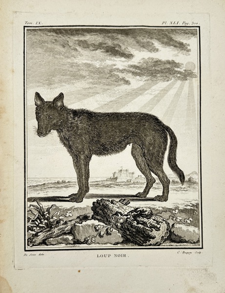 Jacques Eustache de Sève (1742–1788) – Loup Noir - Black Wolf – Copperplate Engraving (Late 18th Century)