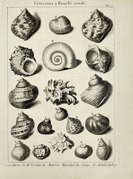 Antoine-Joseph Dézallier d'Argenville (1680–1765) – Limaçons à Bouche Ronde – Copperplate Engraving (circa 1742)