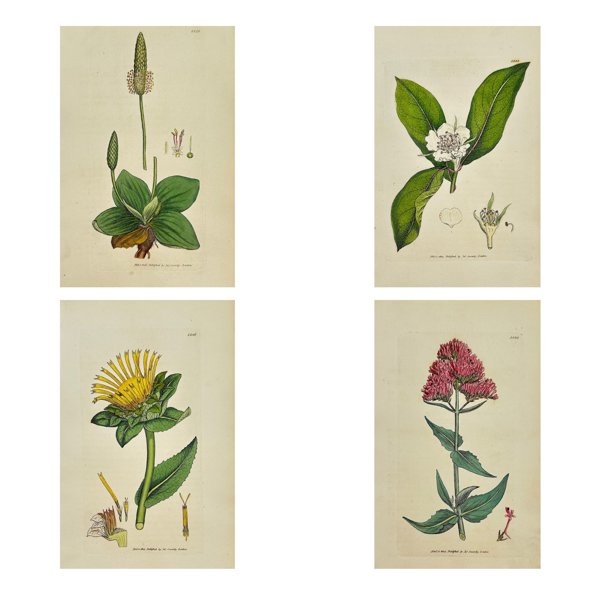 James Sowerby (1757 - 1822) - Set of 4 Antique Botanical Prints - Plantago Media - Hoary Plantain - Mespilus Germanica - Common