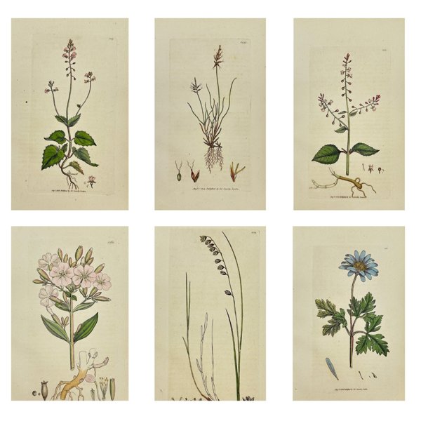 James Sowerby (1757 - 1822) - Set of 6 Antique Botanical Prints - Anemone Apennina - Apennine Anemone - Saponaria Officinalis