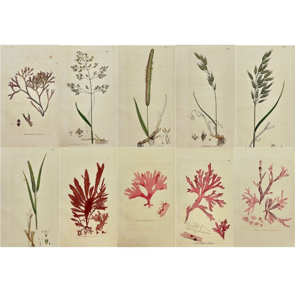 James Sowerby (1757 - 1822) - Set of 10 Antique Botanical Prints - Bromus Racemofus - Smooth Brome-grass - Bromus Mollis - Soft