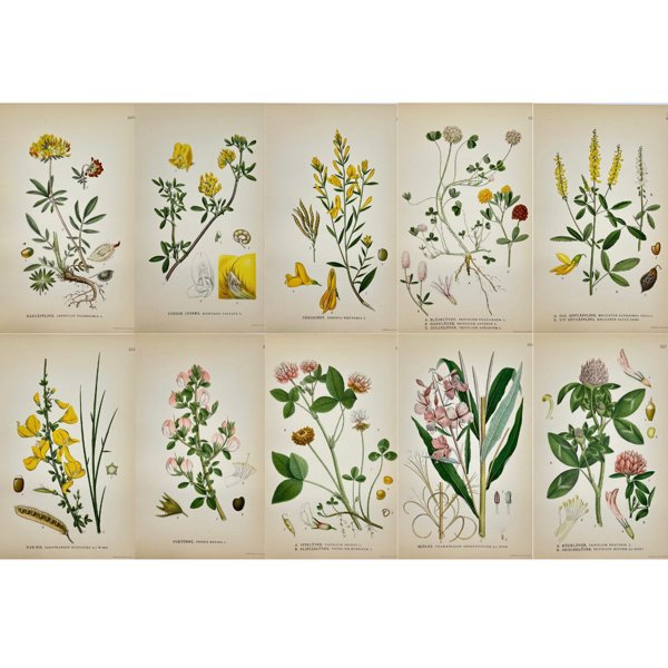 Carl Lindman (1856-1928) - Set of 10 Botanical Prints - Chamaenerium angustifolium - Narrow-leaved - Sarothamnus scoparius