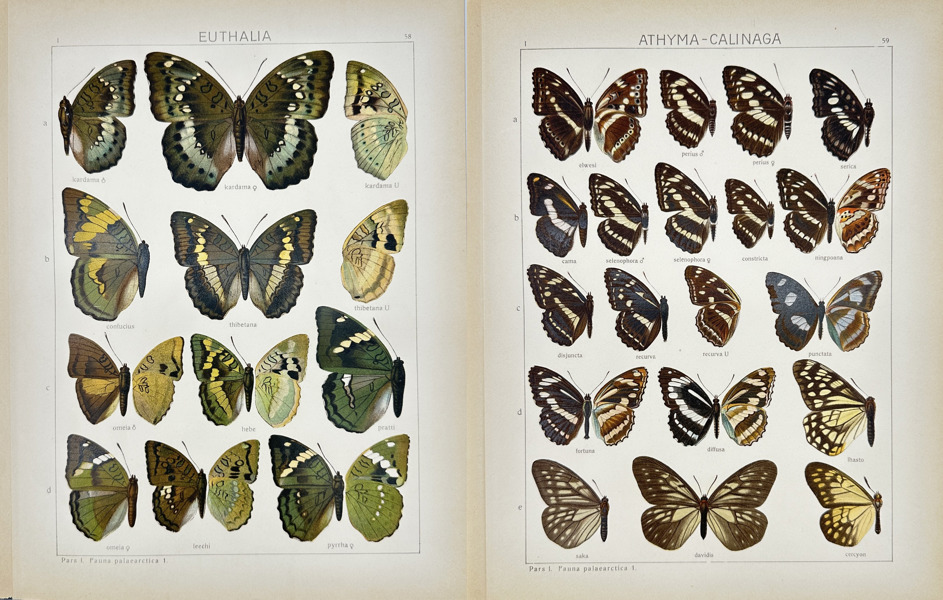Adalbert Seitz (1860–1938) – Set of 2 Butterfly Prints – Euthalia and Athyma Calinaga – Chromolithography (1909–1915)