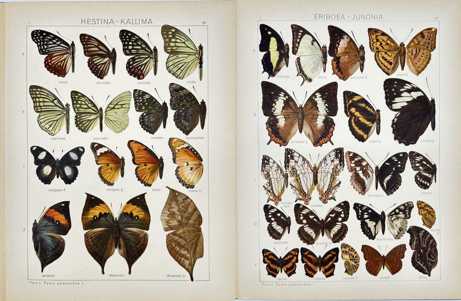 Adalbert Seitz (1860–1938) – Set of 2 Butterfly Prints – Hestina Kallima and Junonia Eriboea – Chromolithography (1909–1915)