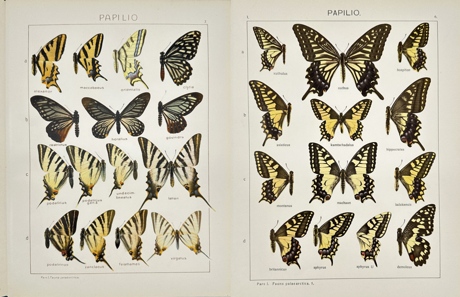Adalbert Seitz (1860–1938) – Set of 2 Butterfly Prints – Papilio Species –Chromolithography (1909–1915)
