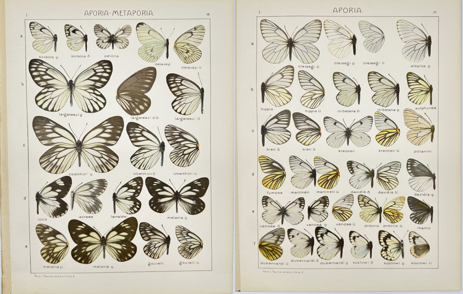 Adalbert Seitz (1860–1938) – Set of 2 Butterfly Prints – Aporia Metaporia and Related Species – Chromolithography (1909–1915)